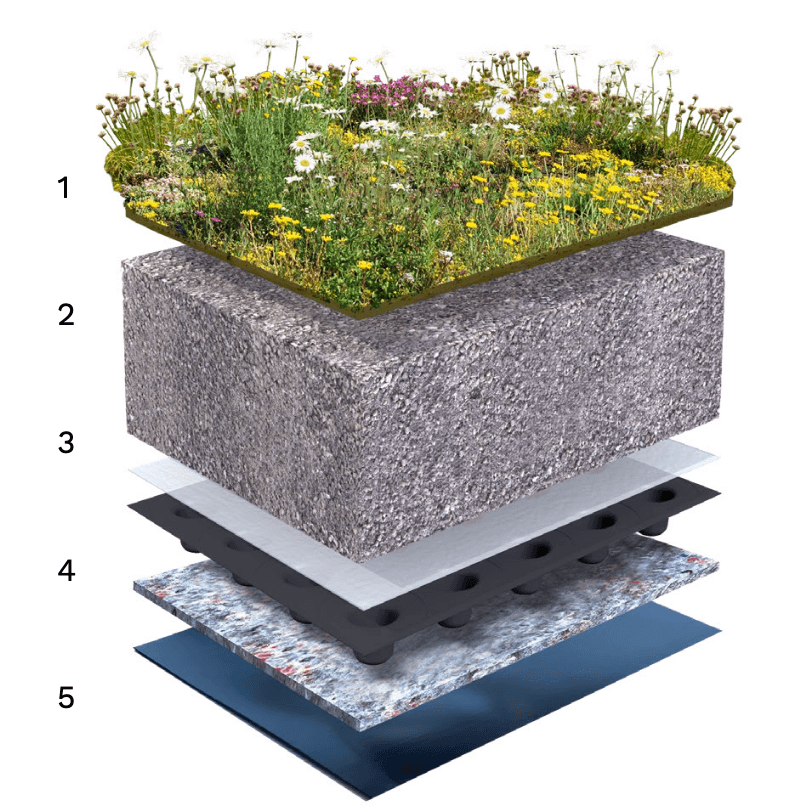 Biodivers groendak — opbouw en doorsnede