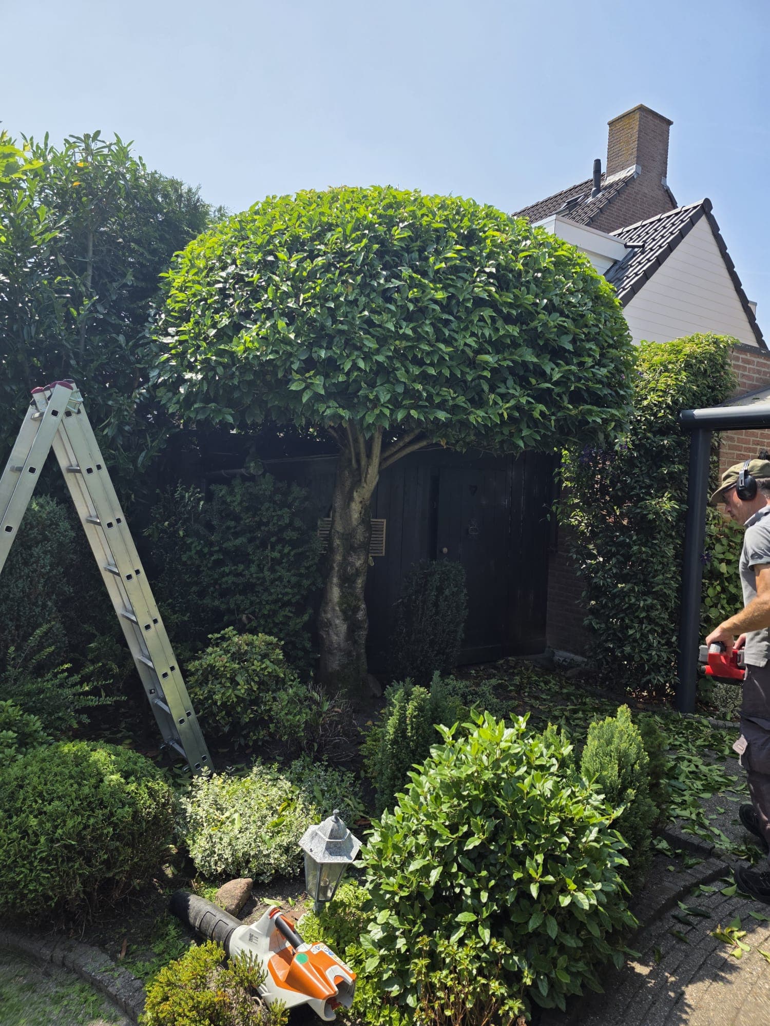 Boomverzorging en vakkundig snoeien