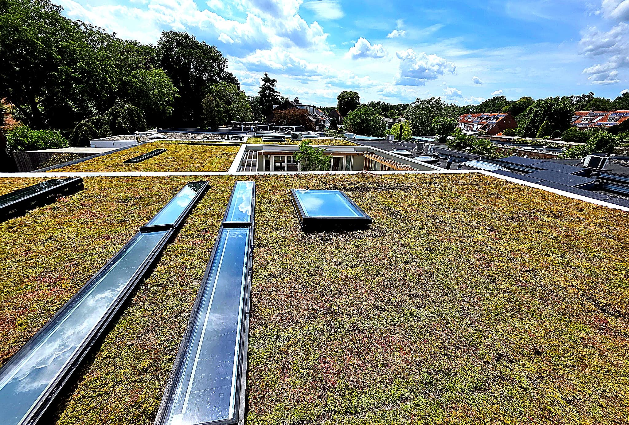 Detailopname sedumdak met dakramen